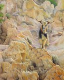 Wild Goat on Poliegos Island